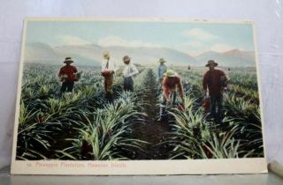 Hawaii Hi Pineapple Plantation Postcard Old Vintage Card View Standard Souvenir