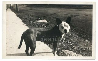 Boston Terrier Pit Bull Dog In Profile Faces Camera 1907 - 18 Rppc Photo Postcard