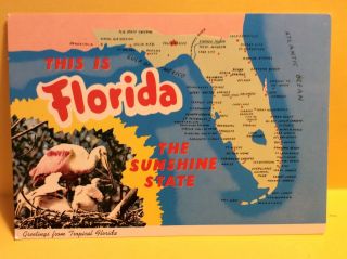 Greetings From Tropical Florida The Sunshine State Map Pelicans Vintage Postcard