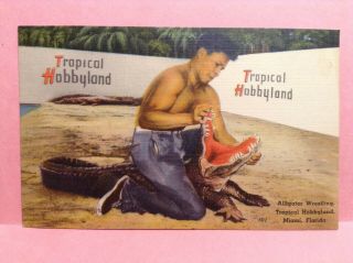 Tropical Hobbyland Henry Nelson Alligator Wrestling Miami Fl Vintage Postcard