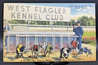 Postcard Miami,  Fl.  West Flagler Kennel Club Greyhound Dog Racing Posted 1951