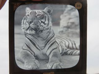 Rare Antique Handsome Tiger In Zoo Glass Magic Lantern Slide