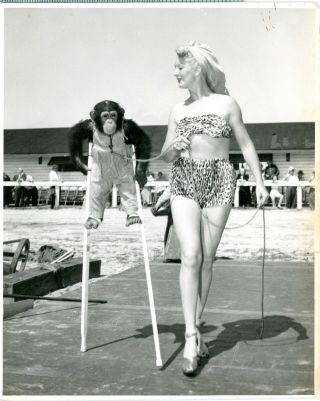 Vintage B/w Photo - Monkey On Stilts With Sexy Woman In Leopard Pattern Outfit