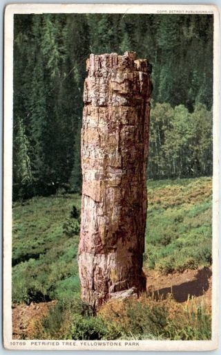 Yellowstone National Park Postcard " Petrified Tree " Detroit Pub.  C1910s
