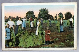 C 1920 Tobacco Harvest Kentucky Farm Postcard Antique