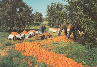 Portugal Algarve Orange Harvest Postcard