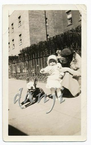 Tiny Girl Standing By Boston Terrier Dog " Beaty " Lying On The Sidewalk Old Photo