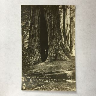 California Redwood Park Boulder Creek Ca Rppc Mother Of The Forest Tree Postcard