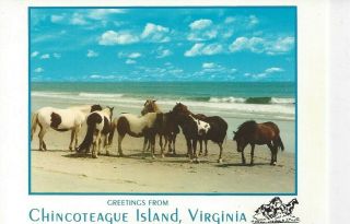 Postcard - Va - Virginia Wild Horse Postcard Chincoteague Ponies