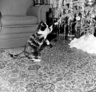 Sq327 Photo Negative 2 1/4 " 1950s ? Cat At Christmas Tree Ornament