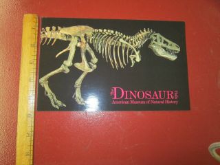 Dinosaur Postcard - - T - Rex - - Approx 5x9 American Museum Of Natural History