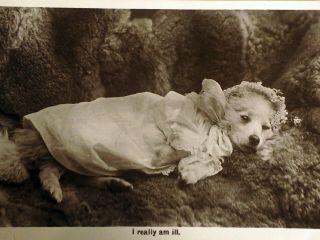 Antique Photo Postcard Samoyed American Eskimo Spitz Pom Dog Dressed Ate A Rat