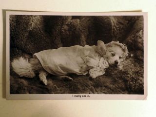 Antique Photo postcard samoyed American Eskimo spitz pom dog dressed ate a rat 2