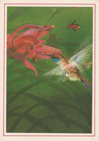 Bird Postcard - " The Rare Hummingbird On A Flower " (u2 - 774)