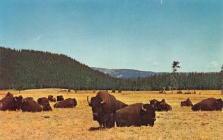C19 - 9369,  Bison Herd,  Yellowstone National Park,  Wy