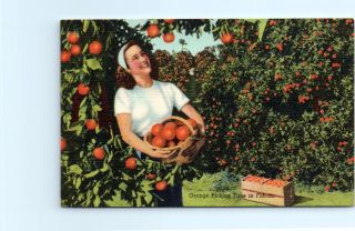 Vtg 1940s Florida Postcard Orange Picking Time In Fl Pretty Girl In Orange Grove