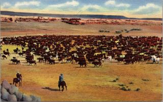 Postcard Wy Old Wyoming Round Up On The Range Cattle Drive Cowboys Unposted