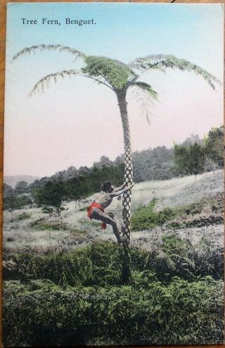 Philippine Islands 1908 Postcard: Tree Fern - Philippines Pi