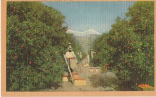 Orange Gove In California Vintage Color Litho Linen Postcard