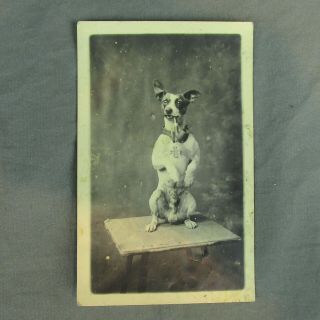 Posed Dog Smoking Pipe Rppc Real Photo Postcard Vintage