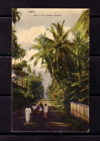Ceylon Cinnamon Gardens Plate&co No.  22 Postcard Vgc