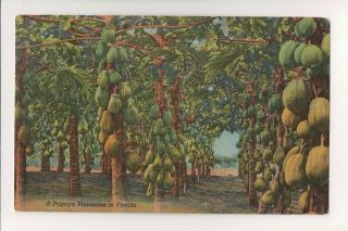 Papaya Plantation In Florida - Orlando To Coopersville Michigan Postmark 1955