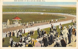 Dog Racing Hialeah,  Miami,  Florida Race Track Ca 1920s Vintage Postcard
