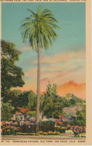 Serra Palm In Old Town San Diego Ca Vintage Color Litho Postcard