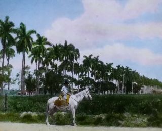 Boy On Horse In Cuba,  Yale Magic Lantern Glass Photo Slide,  Circa 1930 