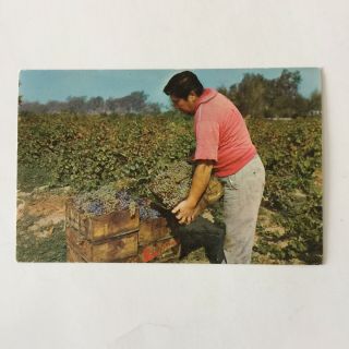 Grape Harvest North Hollywood California Unposted Vintage Postcard