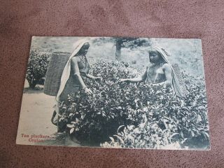 Early Sri Lankan / Ceylon Postcard - Tea Pluckers