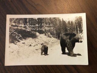 Azo Rppc Postcard - - Yellowstone National Park - - Continental Divide - - Bear & Her Cub