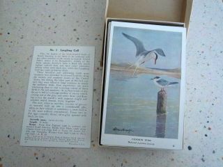 National Audubon Society Summer Birds Of Eastern North America Set Of 50 Cards