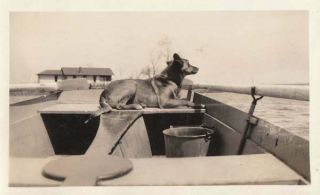 Vintage Photo Snapshot Dog Resting In Row Boat 1920s - 30s