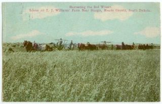 1911 Near Sturgis South Dakota T J Williams Farm Harvesting Sod Wheat