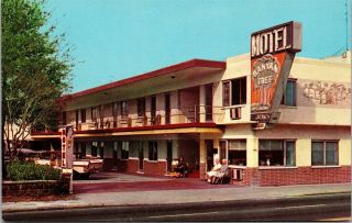 Postcard Fl Florida St Petersburg Banyan Tree Motel Unposted