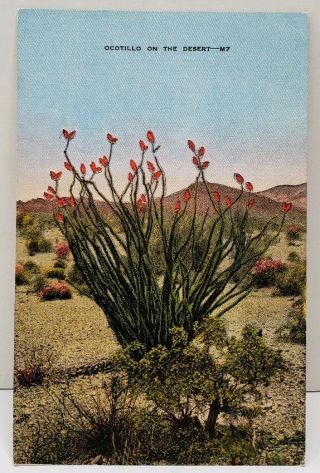 Flower Plant - Ocotillo On The Desert Southwest Dodge City Ks 1940s Postcard D9