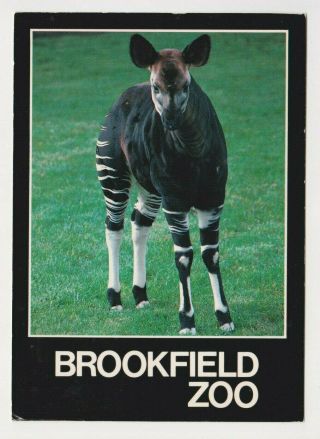 The Brookfield Zoo Illinois Postcard Okapi Giraffe Chicago Zoological Society