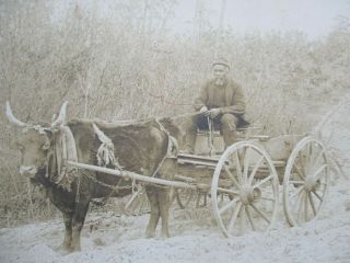 1915 Rppc Old Negro Man African American Ox - Drawn Wagon Real Photo Post Card