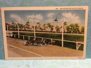 Greyhound Racing Fl Vintage Postcard Posted 1925 Daytona Beach Dog Racetrack