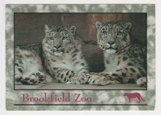 The Brookfield Zoo Illinois Postcard Snow Leopards Chicago Zoological Society