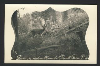 Rp Powell River Bc - Deer In Native Haunts Photographer R.  Lemay Cyko C.  1904 - 20s