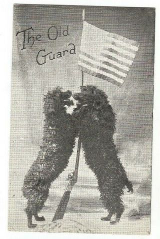 Patriotic Poodles ? American Flag Gun The Old Guard Dogs