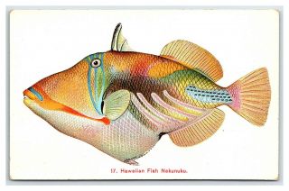 Vintage Postcard Island Curio Hawaiian Fish Nakunuku Hawaii M1