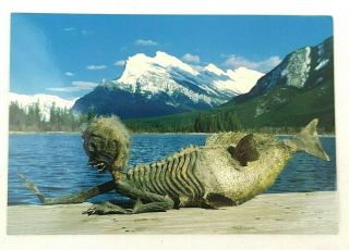 Merman Curious Man Fish Creature Banff Alberta Postcard Indian Trading Post