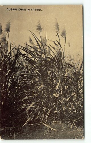 Antique Maui Sugar Plantation Postcard - Ray Jerome Baker Hawaii
