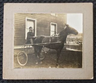Cabinet Photo Harness Racing Horse Sulky Old