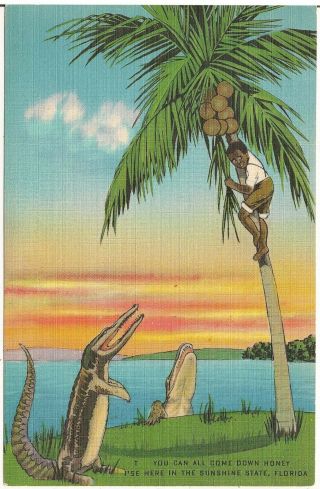 Black Man Treed By Alligators Black Americana Postcard