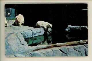 Animal Postcard Polar Bear At Toledo Zoo Ohio Oh Chrome