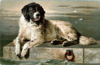 Newfoundland Landseer Dog Lies On Dock Vintage 1910s Postcard